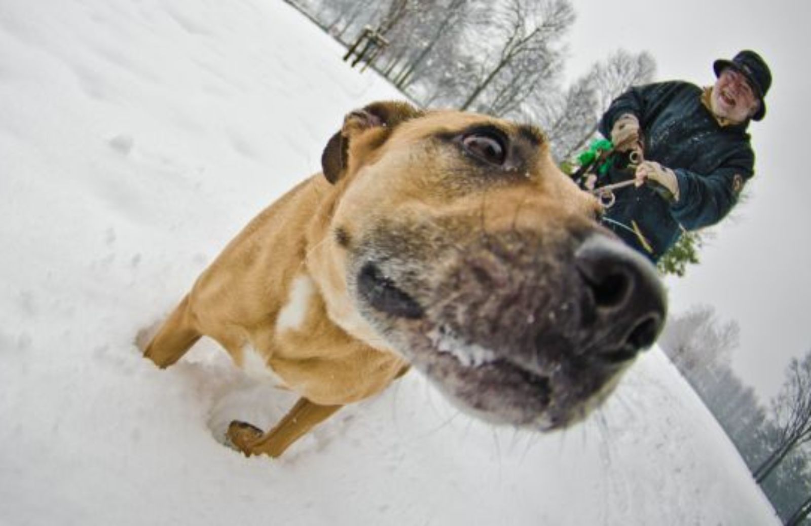 Come interpretare i comportamenti aggressivi del nostro cane