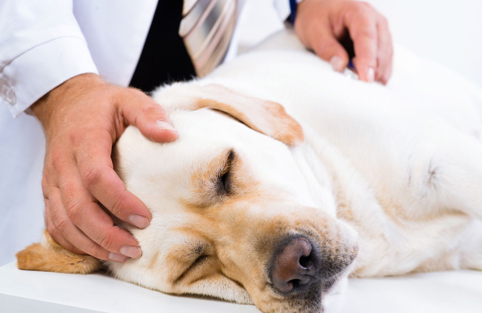 Come intervenire se il tuo cane viene investito da un’auto 