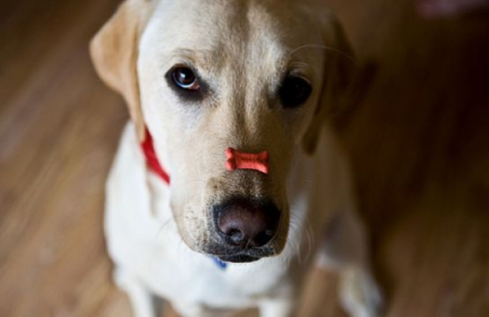 Come misurare l’autocontrollo del vostro cane col gioco della moneta