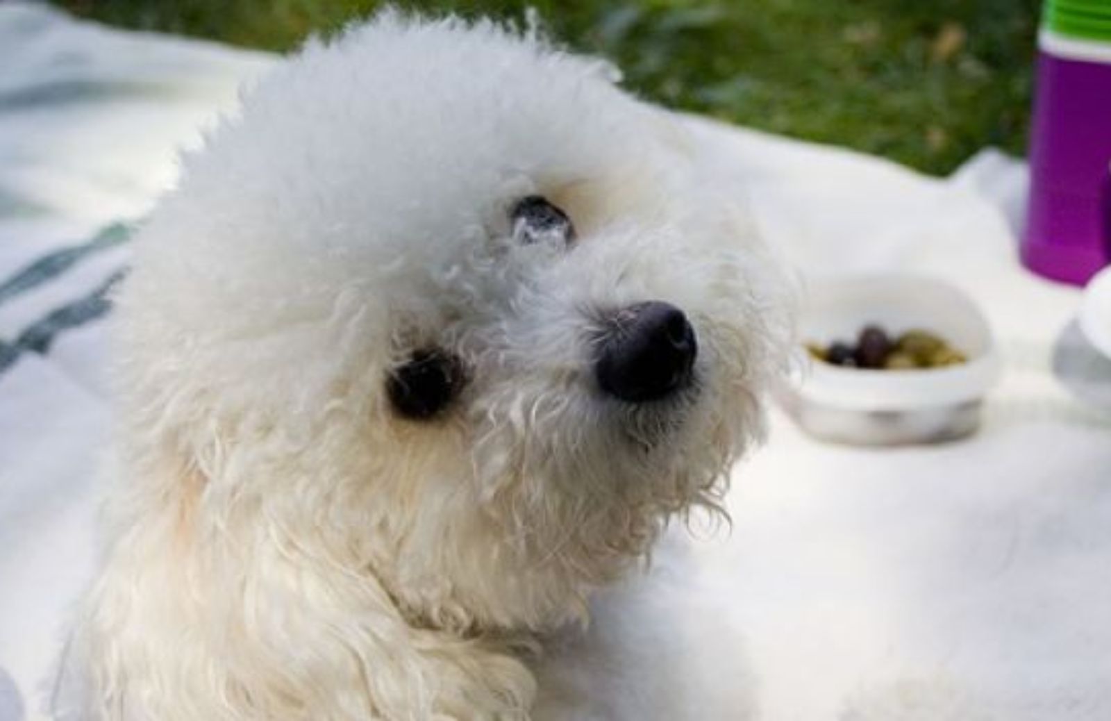 Come organizzare un pic nic in famiglia col cane