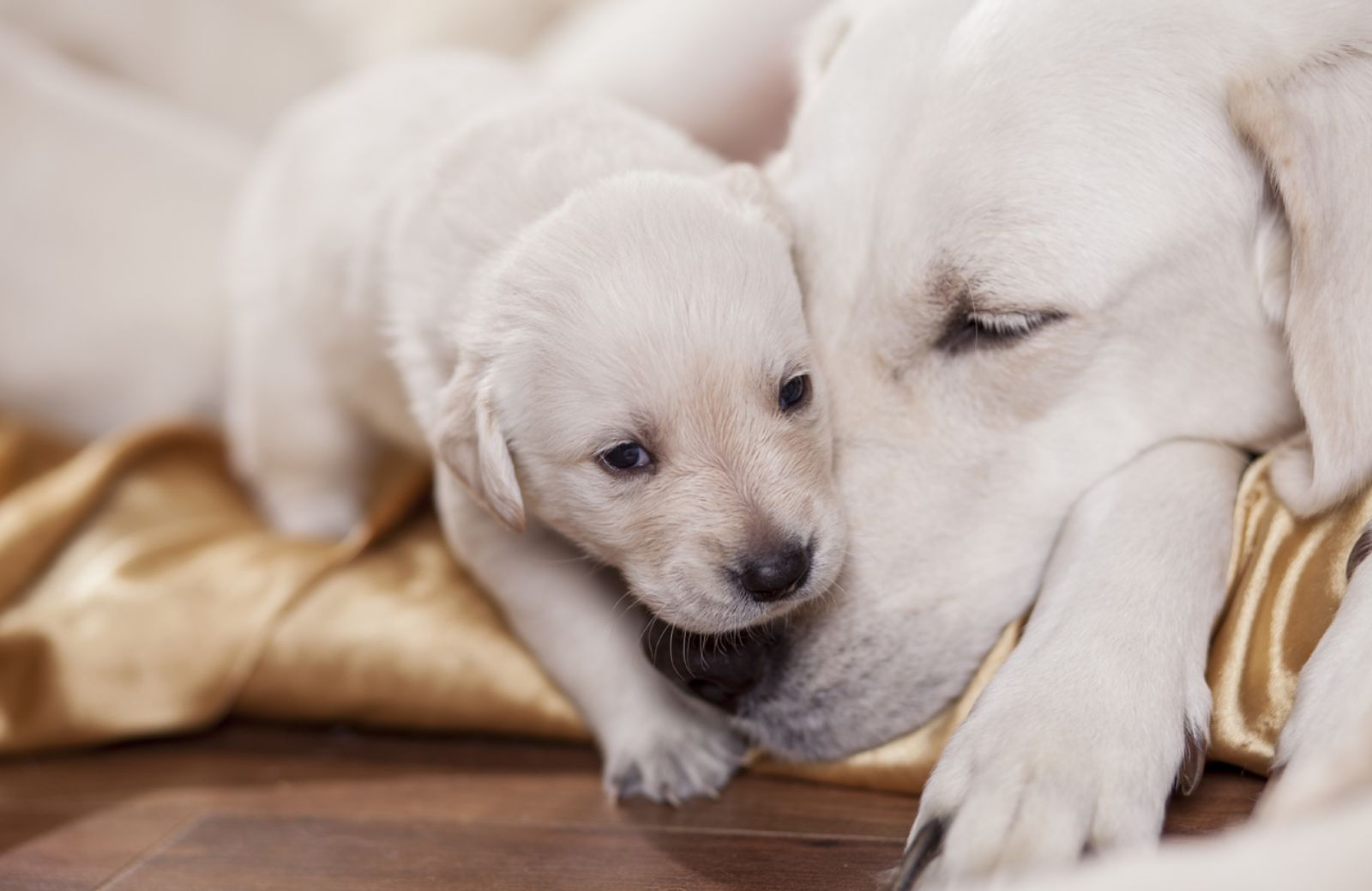 Come prendersi cura dei cuccioli di cane