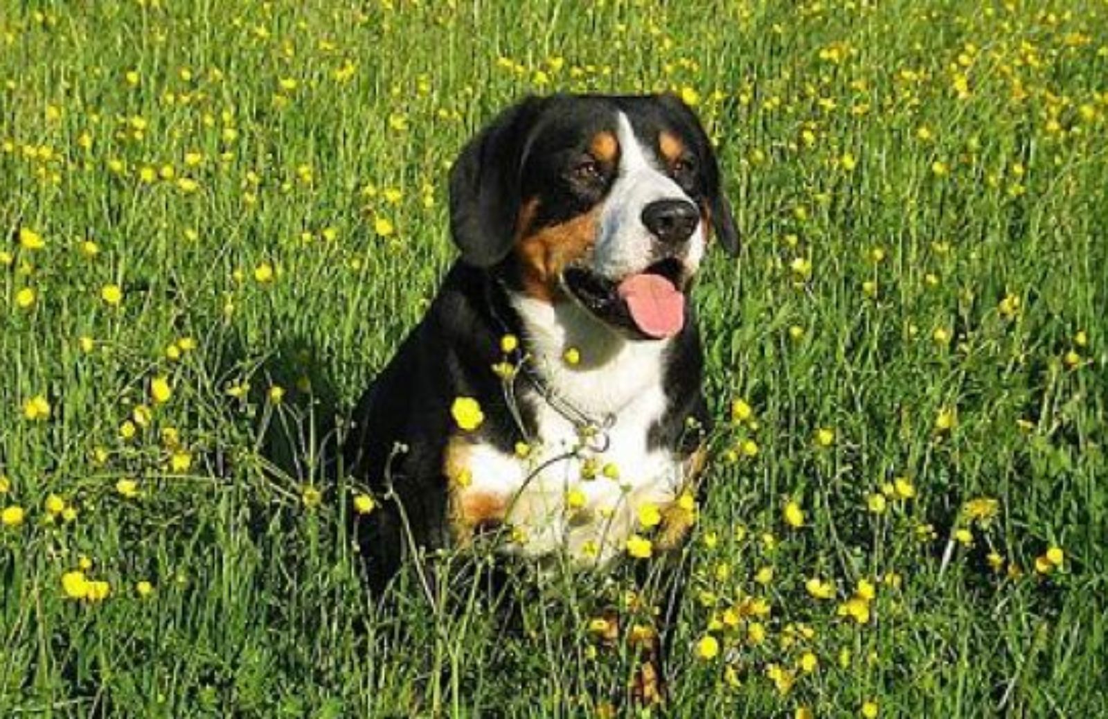 Come prevenire il mal di montagna nel cane