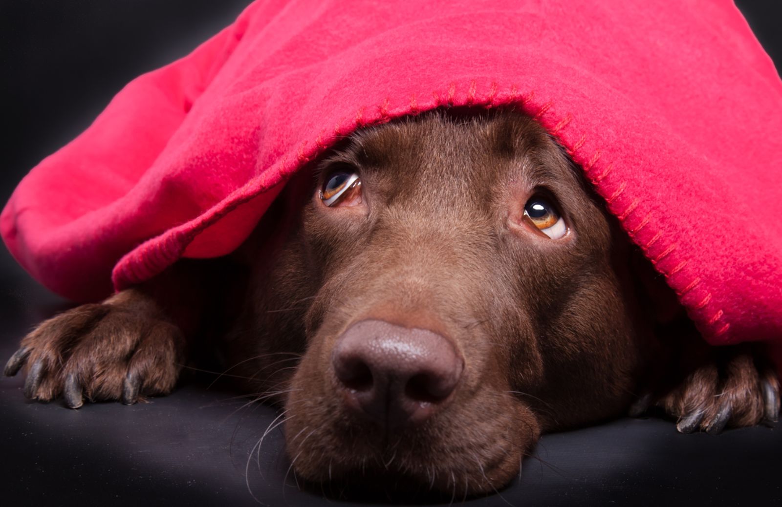 Come proteggere i cani dai Botti di Capodanno