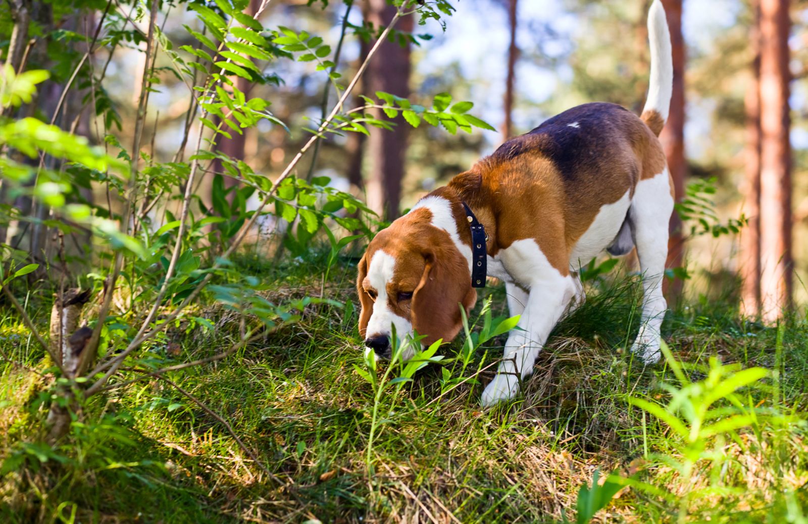 Come proteggere il tuo cane dai bocconi avvelenati 