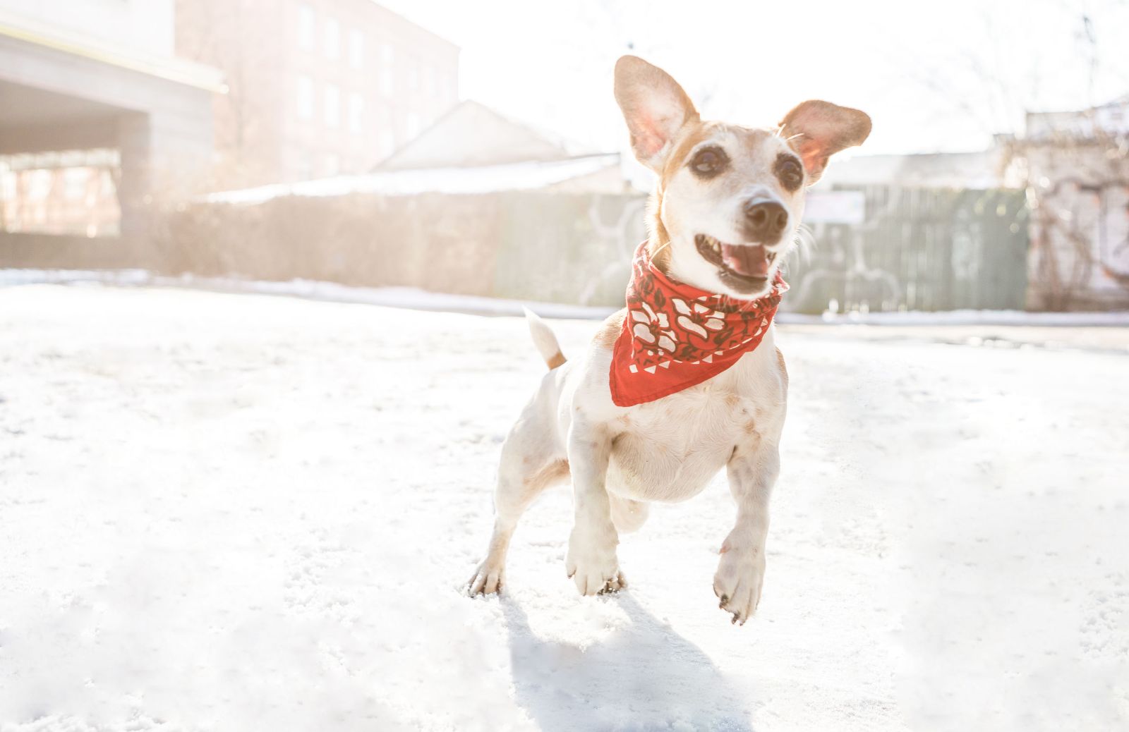 Come realizzare una bandana personalizzata per il tuo cane