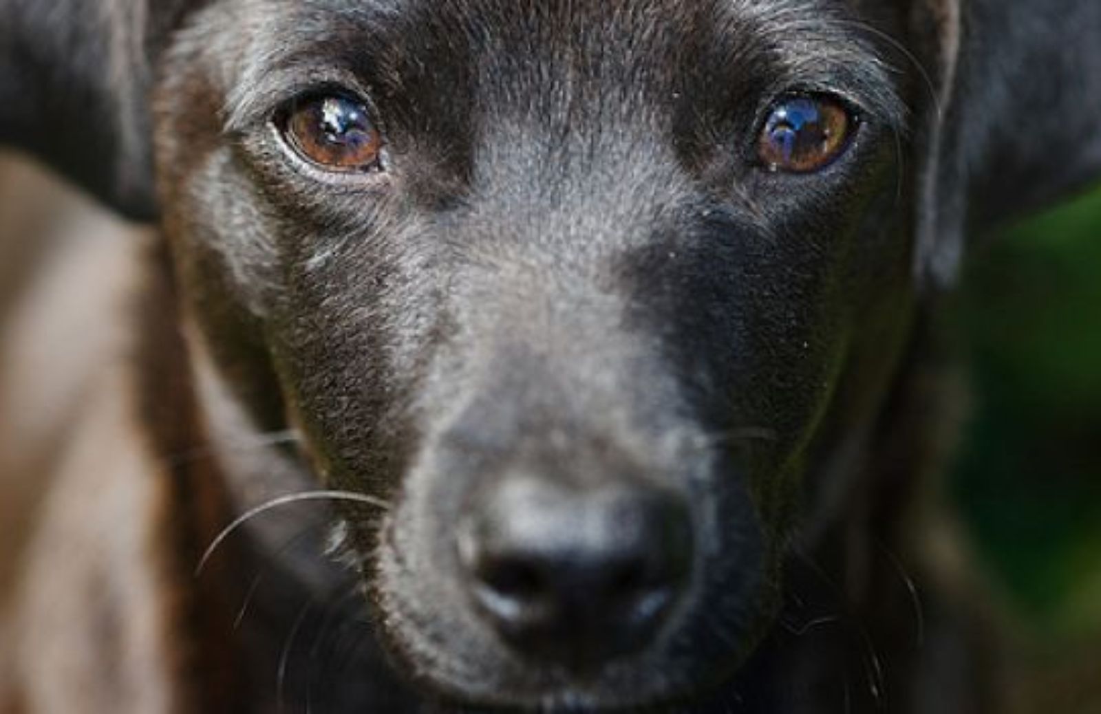 Come salvare un cane abbandonato