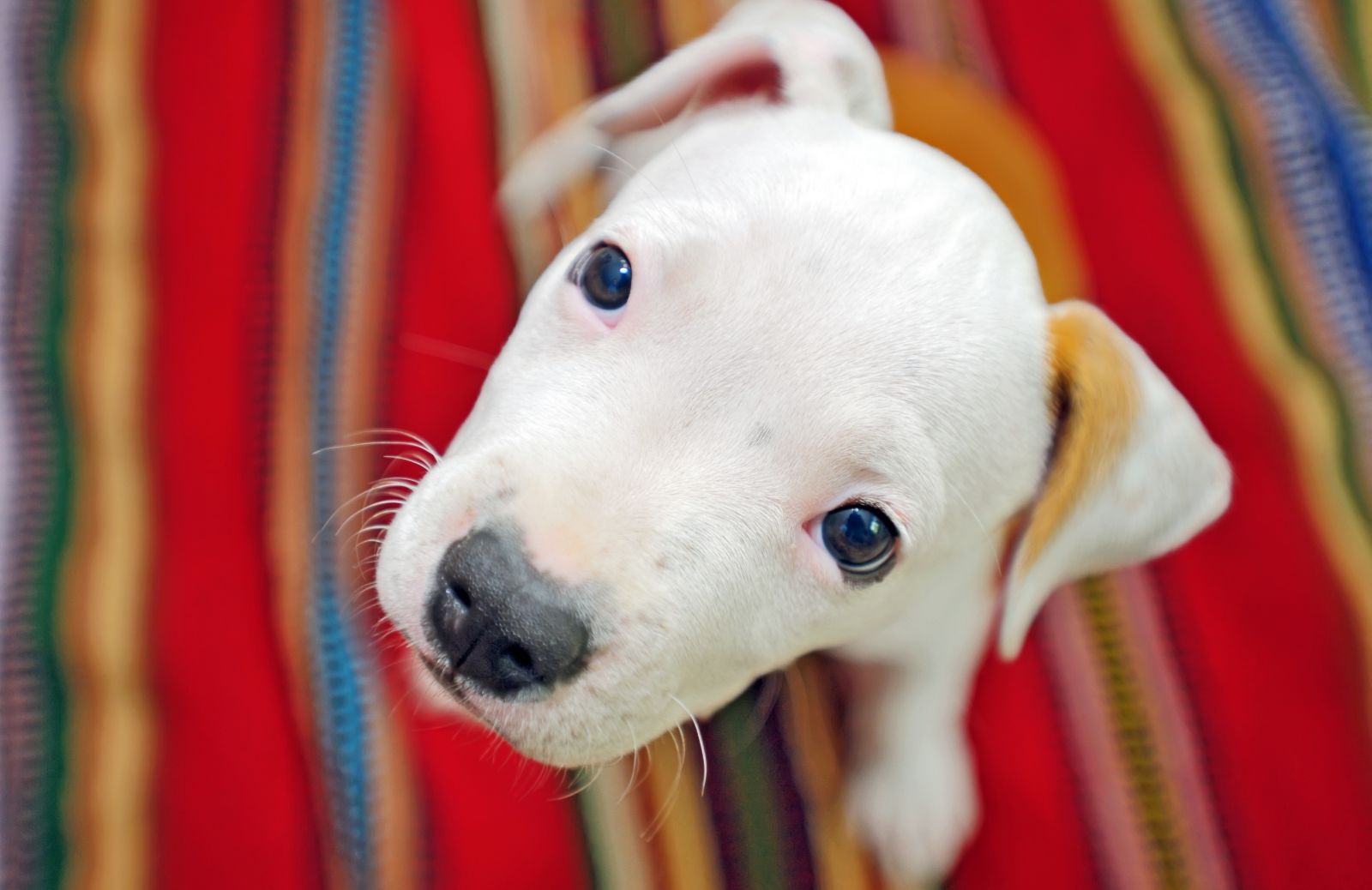 Come scegliere e curare un cucciolo di cane