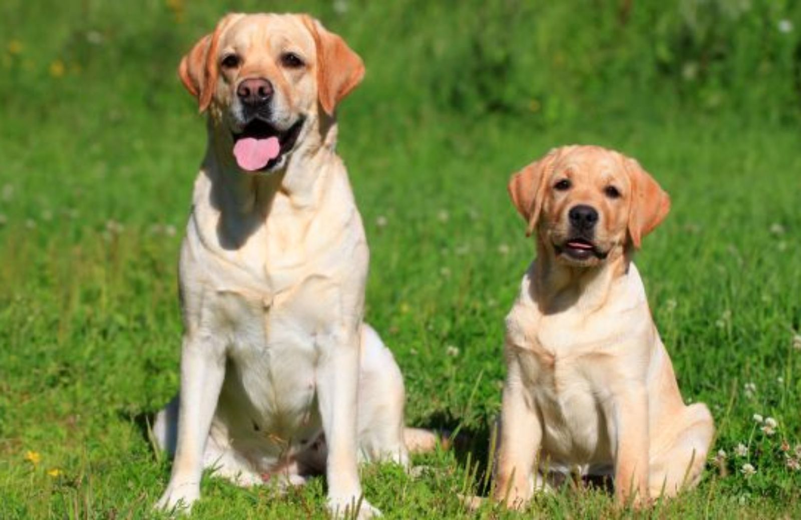 Come scegliere il cane: il Labrador retriever