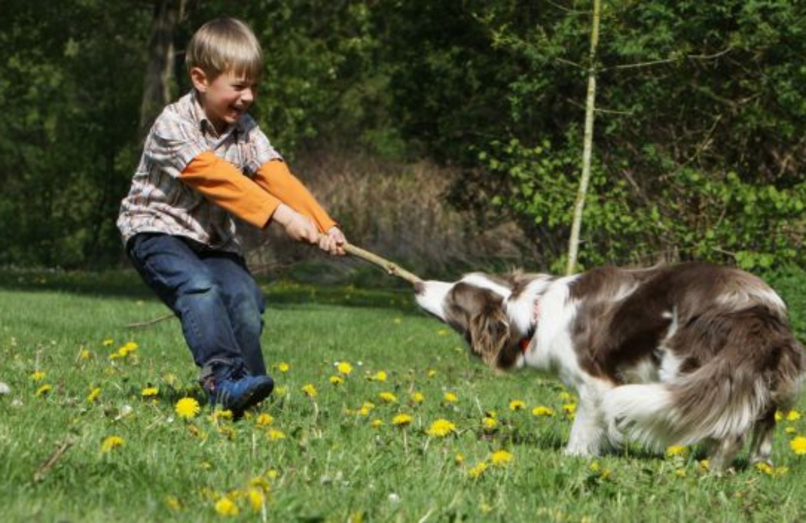 Come scegliere il cane più adatto ai bambini