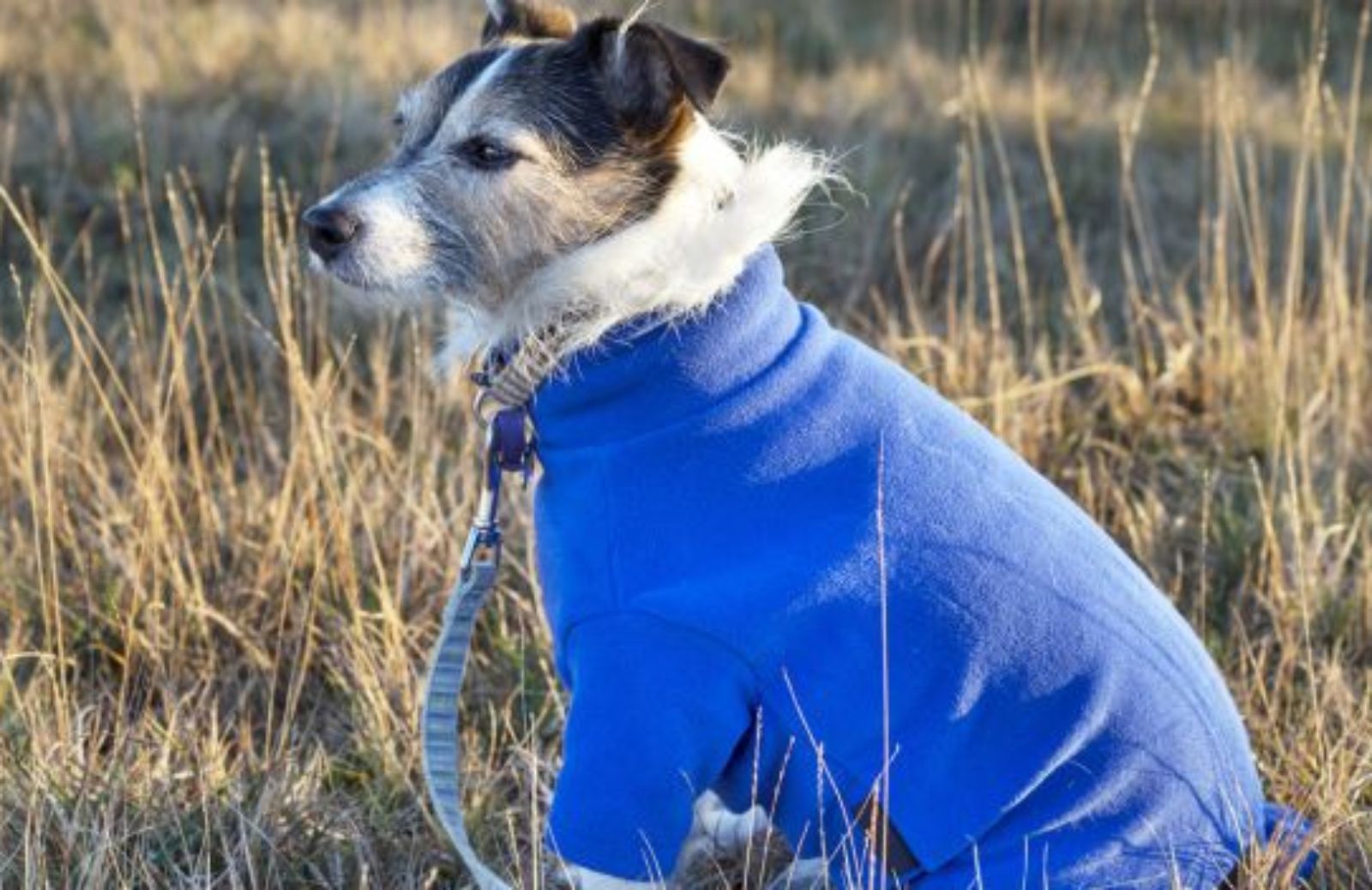 Come scegliere il cappottino per i cani