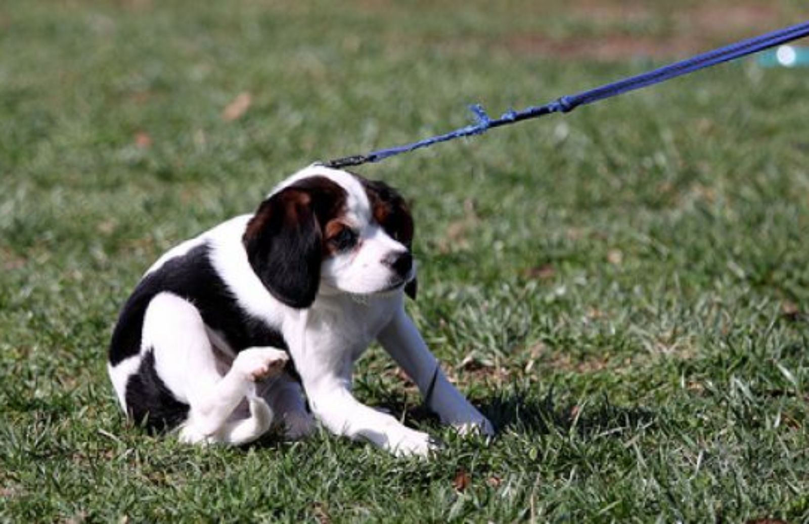 Come scegliere il guinzaglio più adatto per il tuo cane