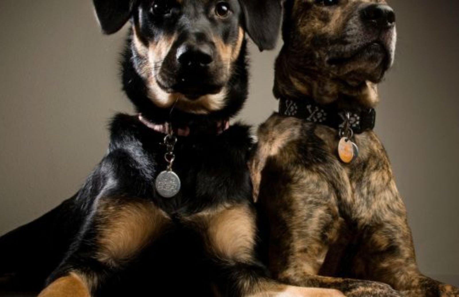 Come scegliere il tuo cane da guardia