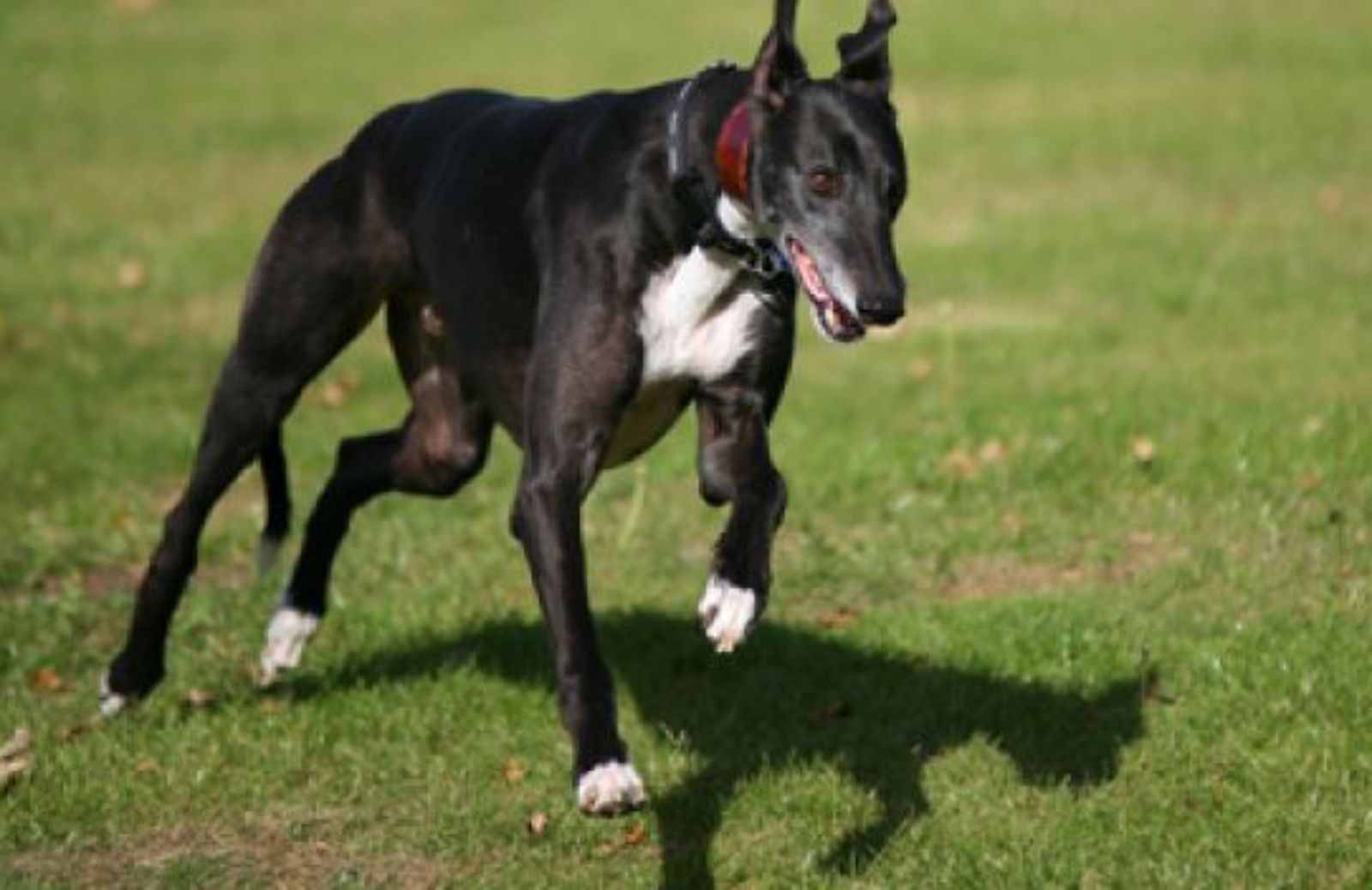 Come scegliere un gioco in base alla razza del cane