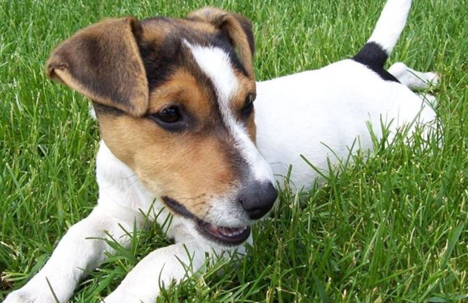 Come toelettare il Jack Russell