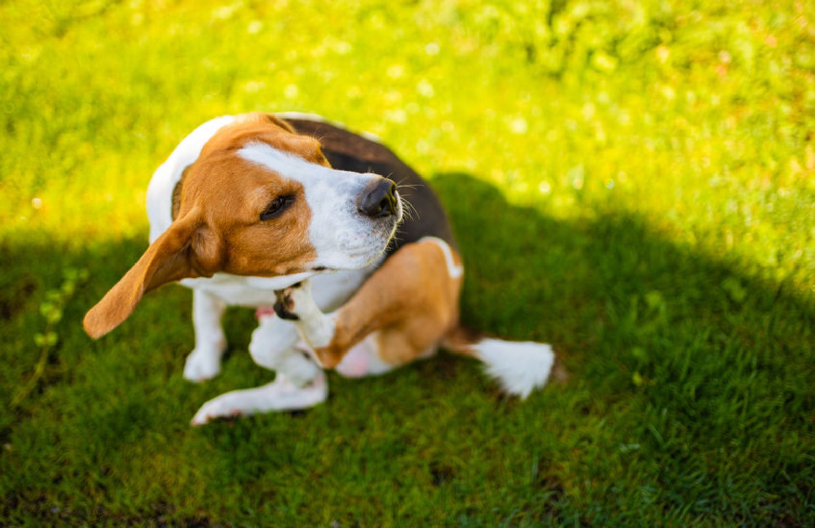 Dermatite atopica del cane: cos'è, come si cura, che sintomi ha