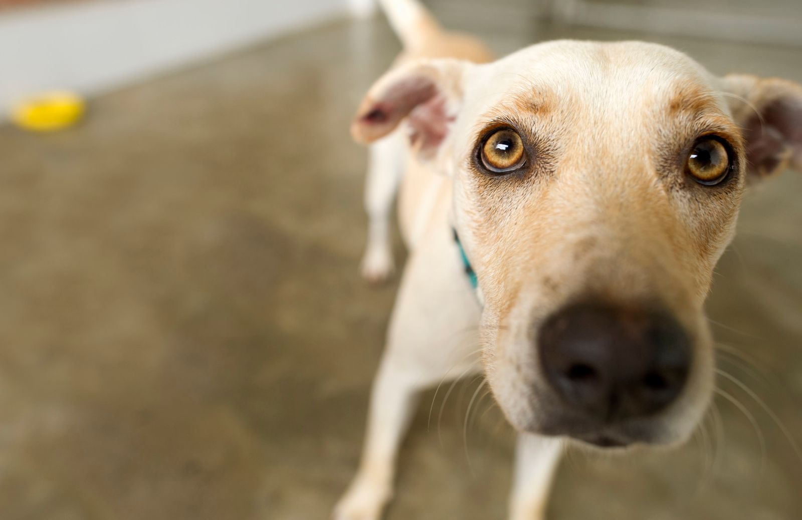 Entropion nel cane: cos'è e come si cura