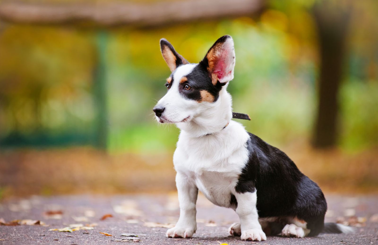 I cani sono gelosi e possessivi con i loro umani 