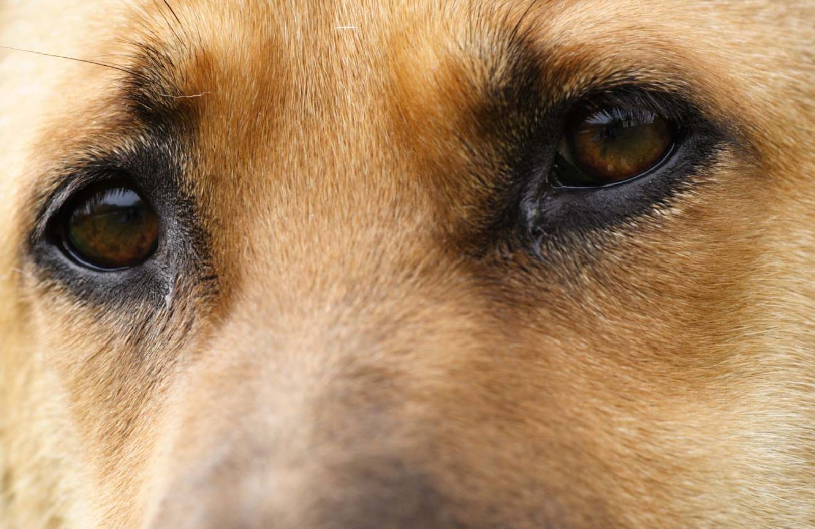 Il cane ci conquista con un solo sguardo