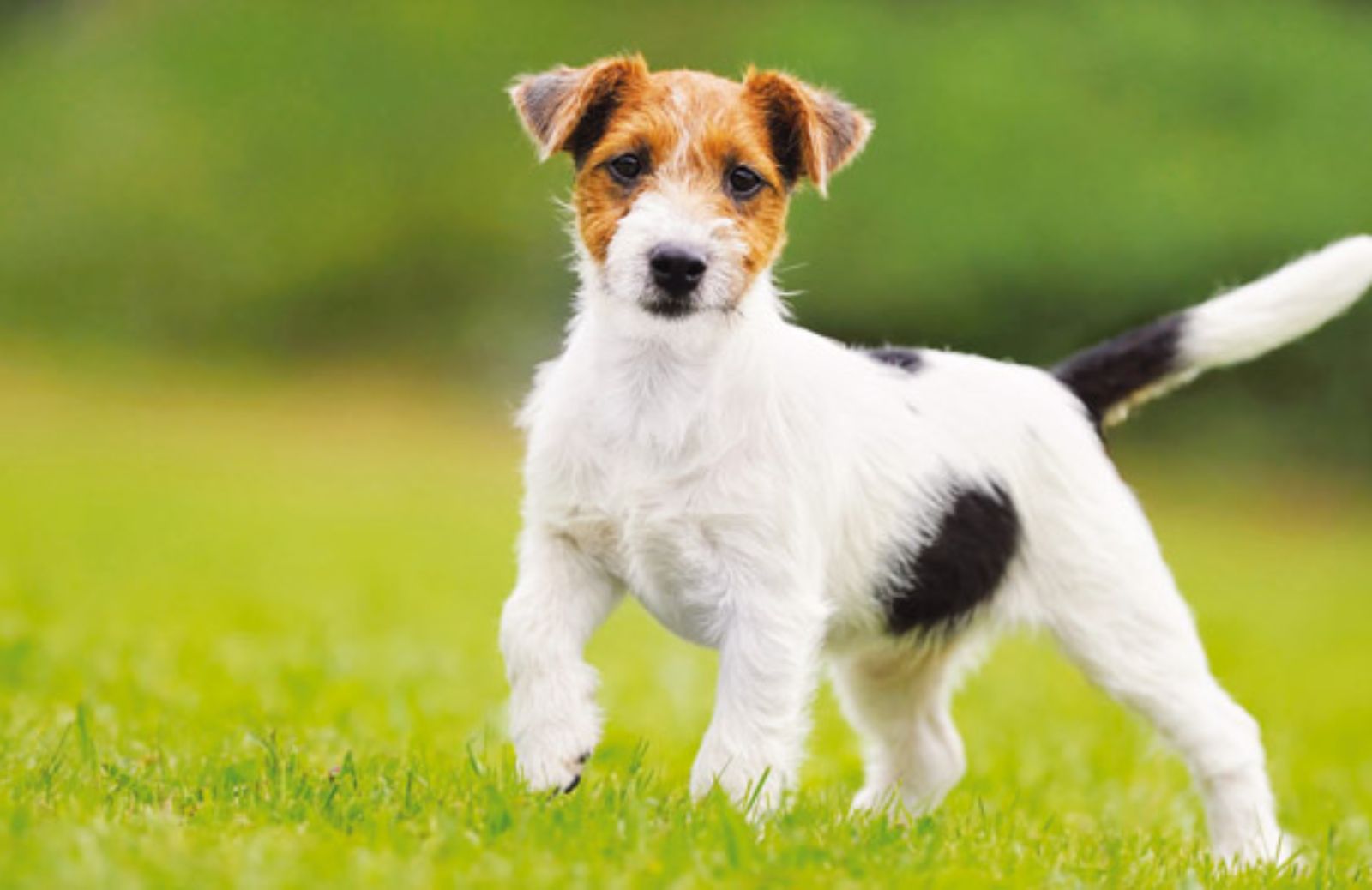 Jack Russell: la storia e gli standard di razza