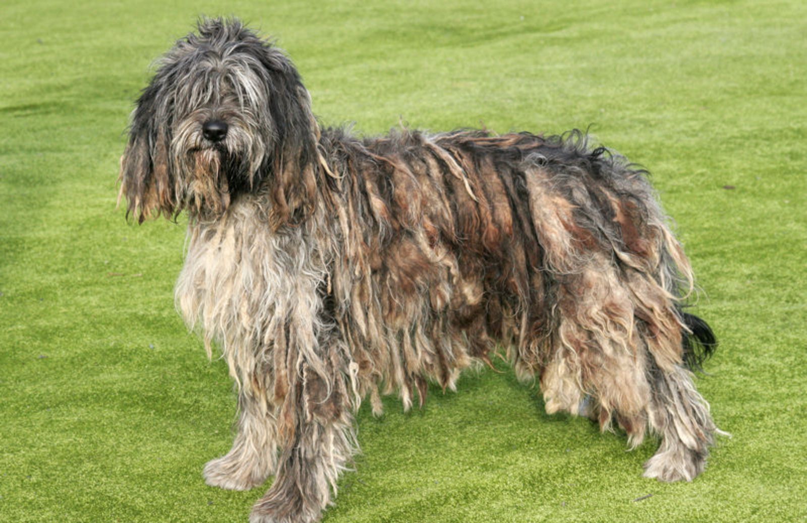 Pastore bergamasco: caratteristiche e storia del cane coi rasta