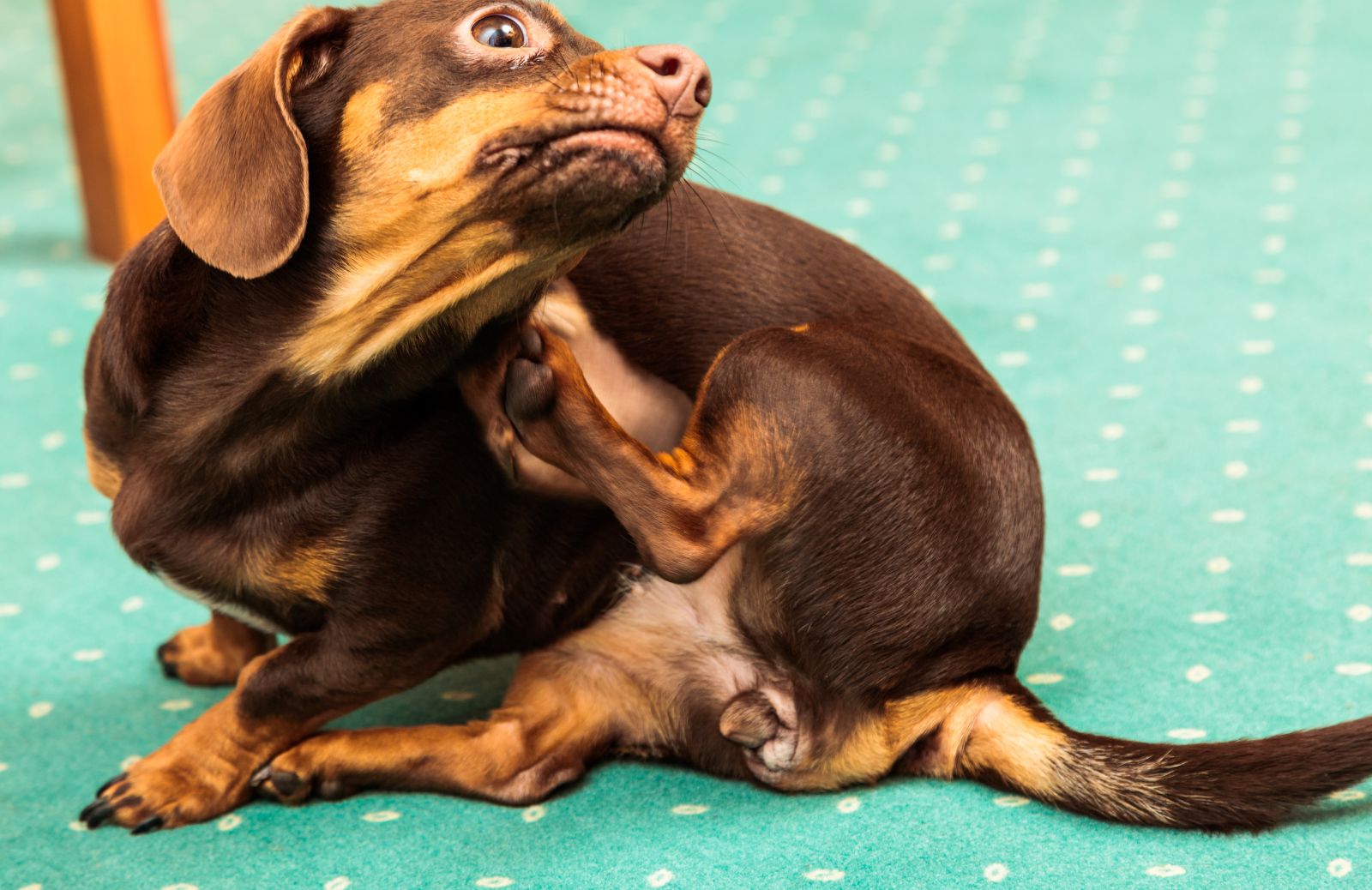 Prurito del cane: come alleviare il fastidio di Fido