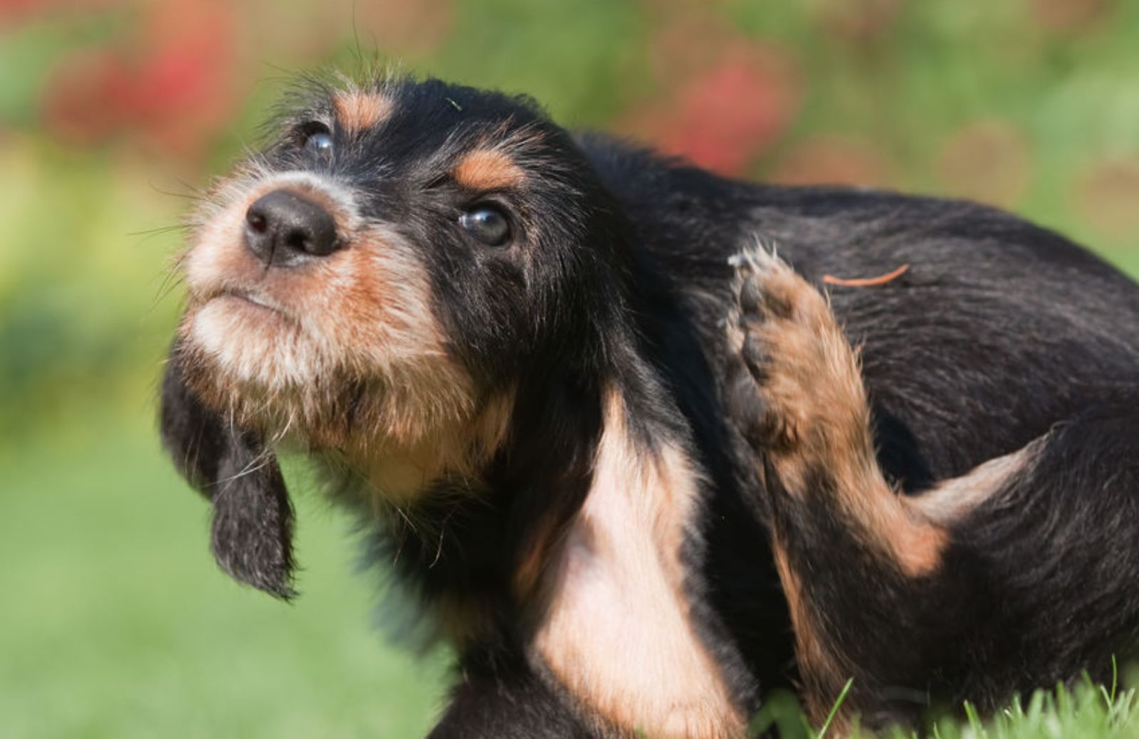 Quando il cane ha la dermatite: cosa fare e come riconoscerla