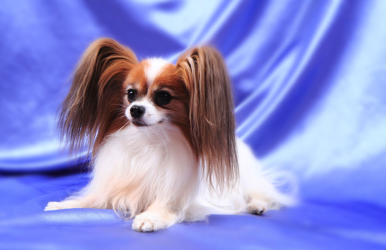 Razze canine: caratteristiche del Papillon