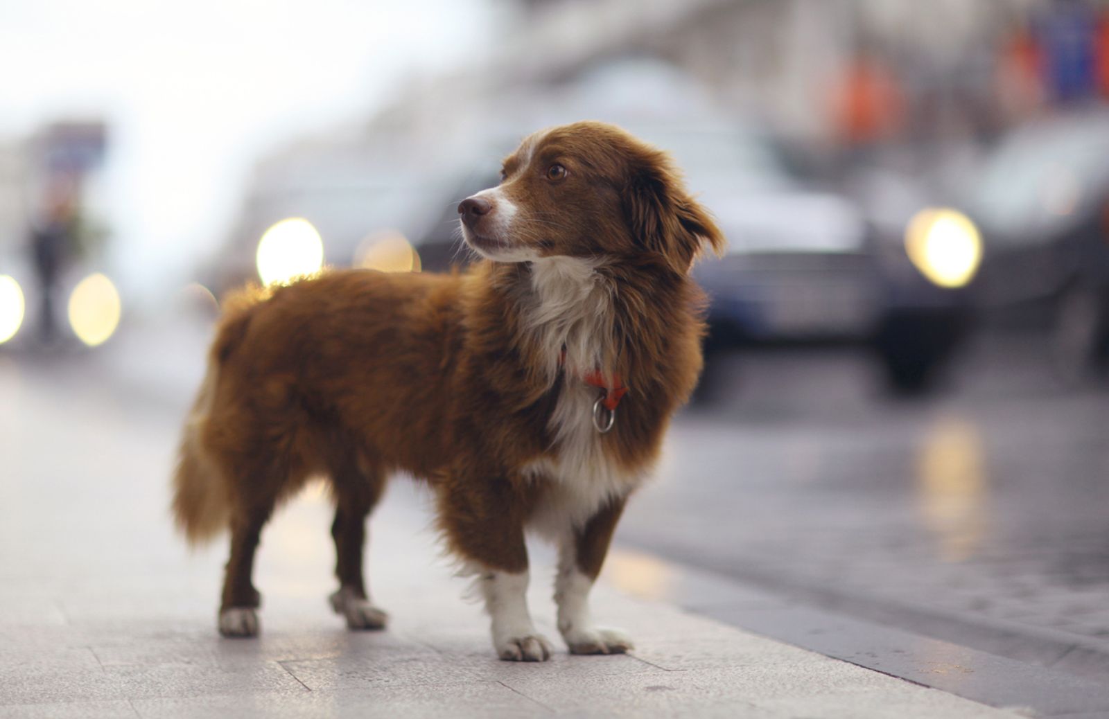 Sparizioni di cani sempre più frequenti