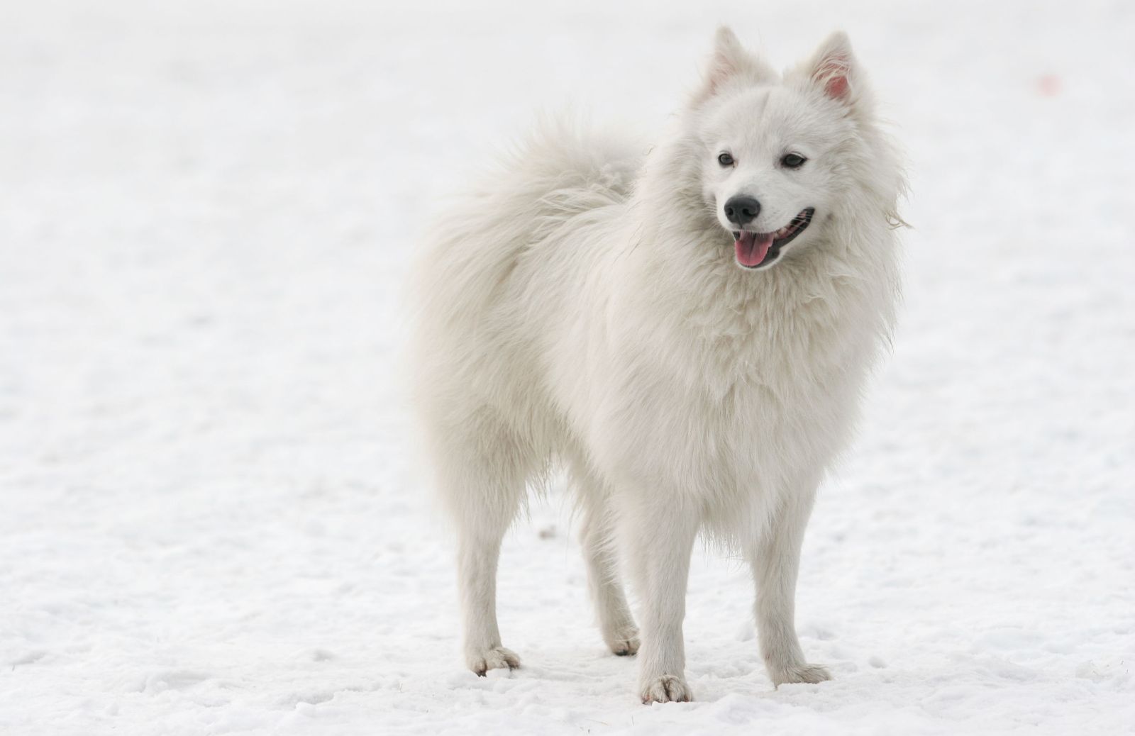 Spitz giapponese: origini, caratteristiche e prezzo