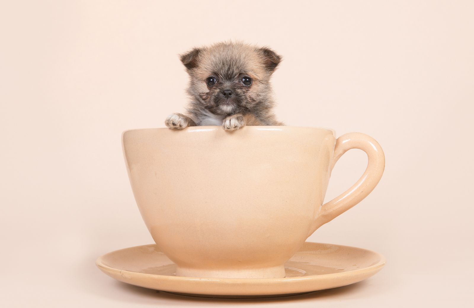 Tutti i problemi di salute dei Teacup dog