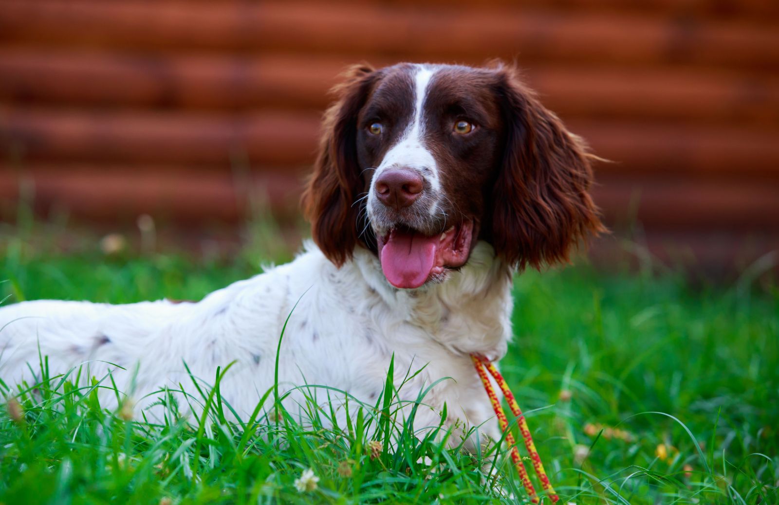 Tutto sullo Springer Spaniel e sui suoi cuccioli: carattere, allevamenti e prezzi