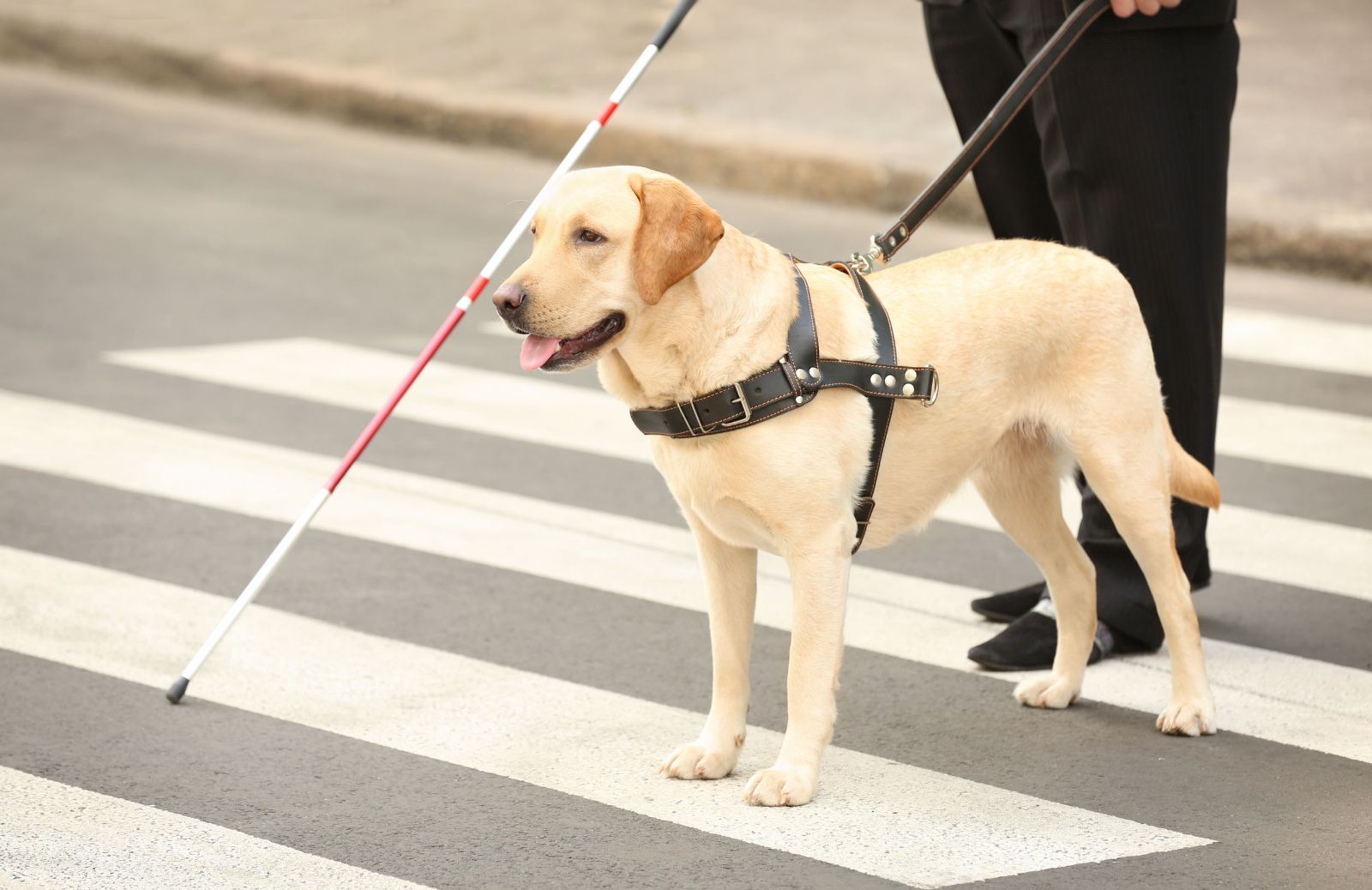 Cani guida: cosa sono e quali sono le razze più usate 