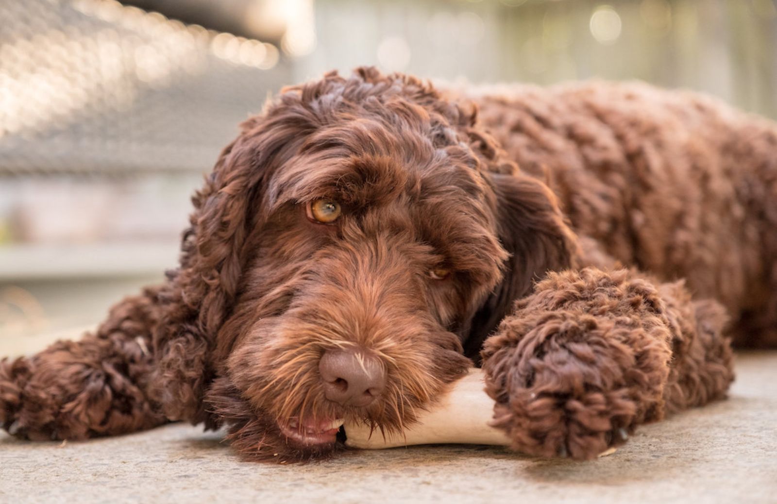 Tutto sul labradoodle: dimensioni, costo e cura