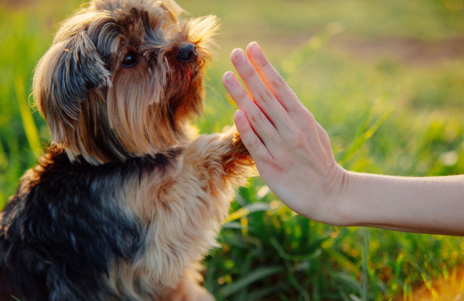 Le razze di Terrier più famose