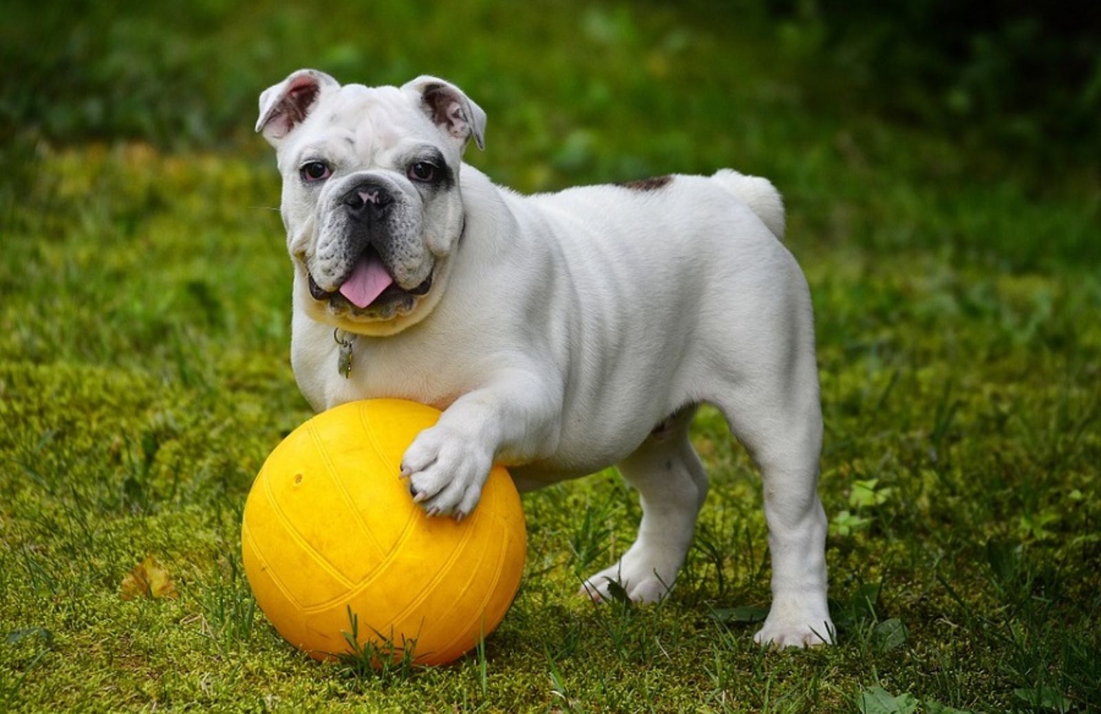 Come usare il rinforzo positivo per addestrare il cane