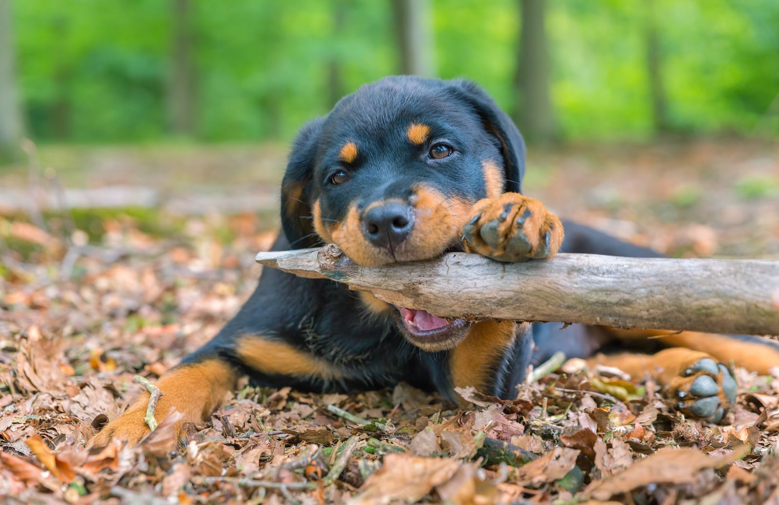 Rottweiler: carattere, aspetto, cura