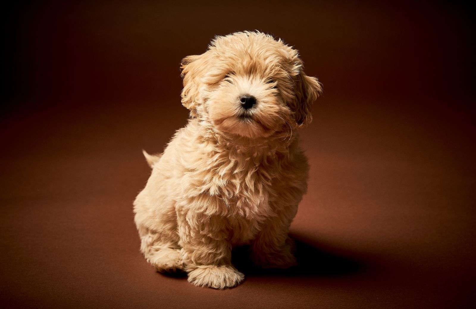 Tutto sui maltipoo: origine, caratteristiche e temperamento