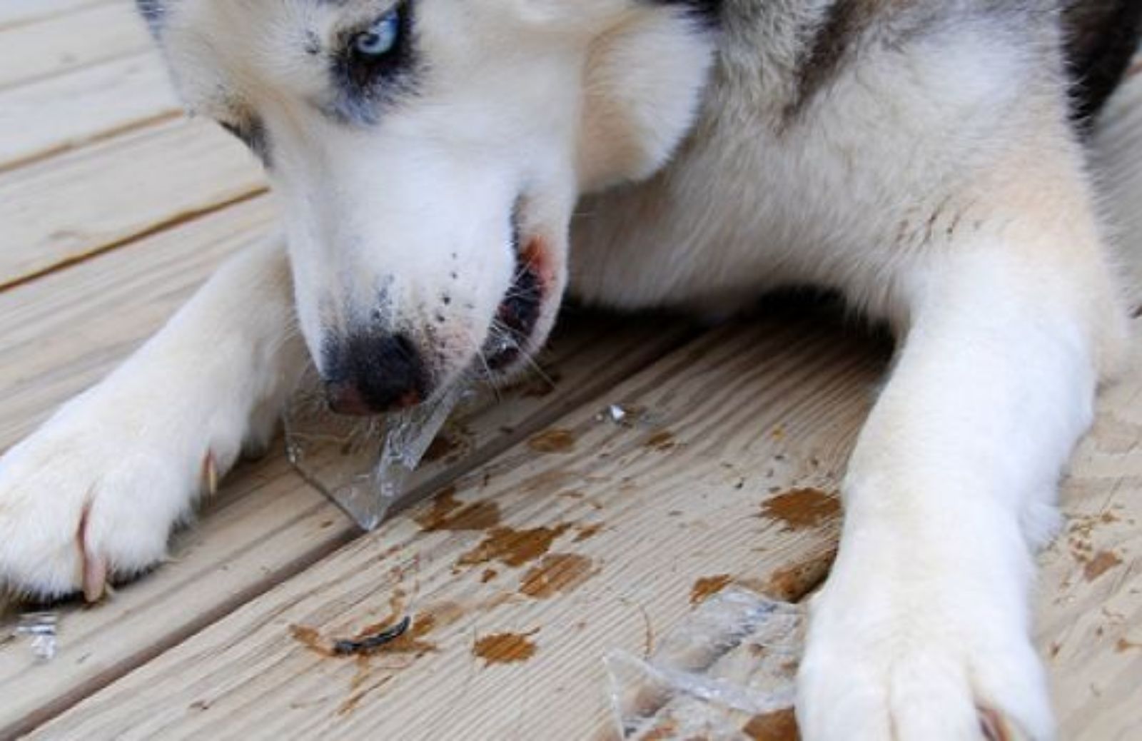 Come fare ghiaccioli e altri rimedi anti caldo per i nostri animali