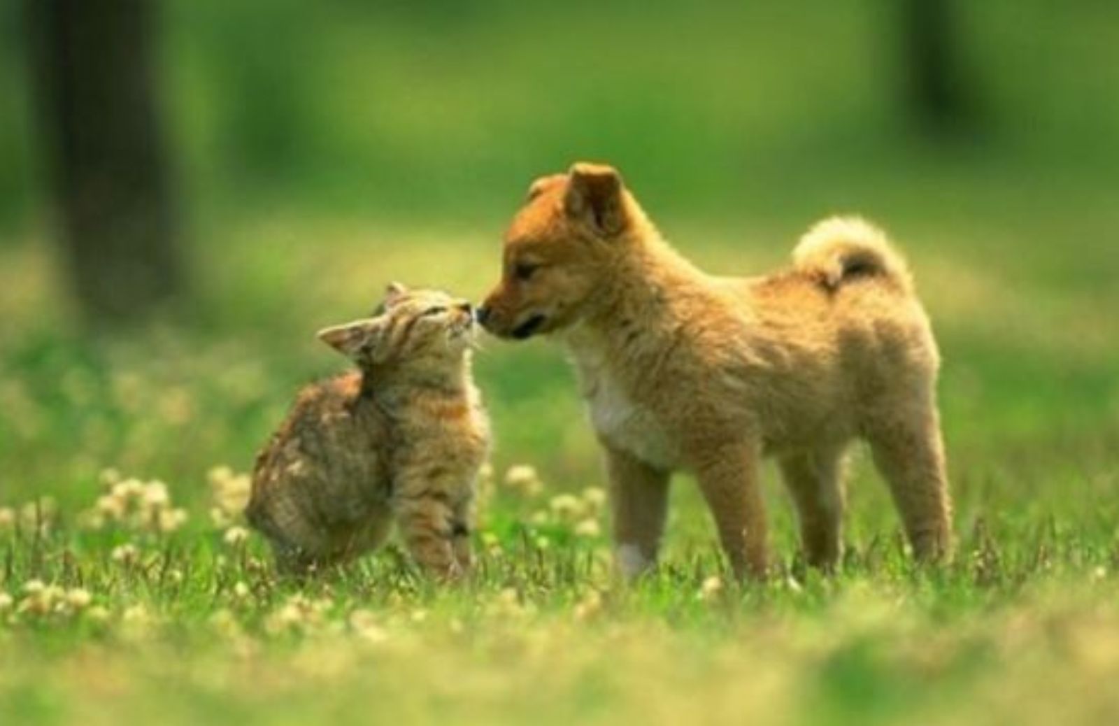 Come gestire il cambio di stagione con cani e gatti