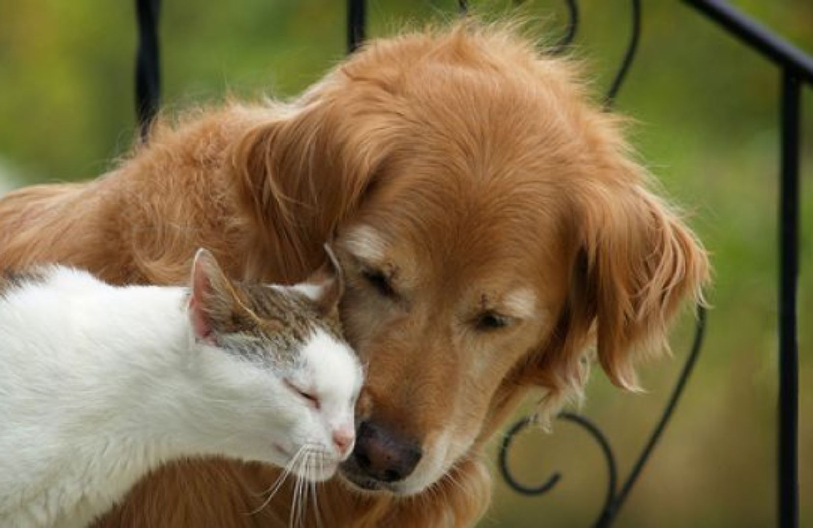 Come individuare le pulci in cani e gatti