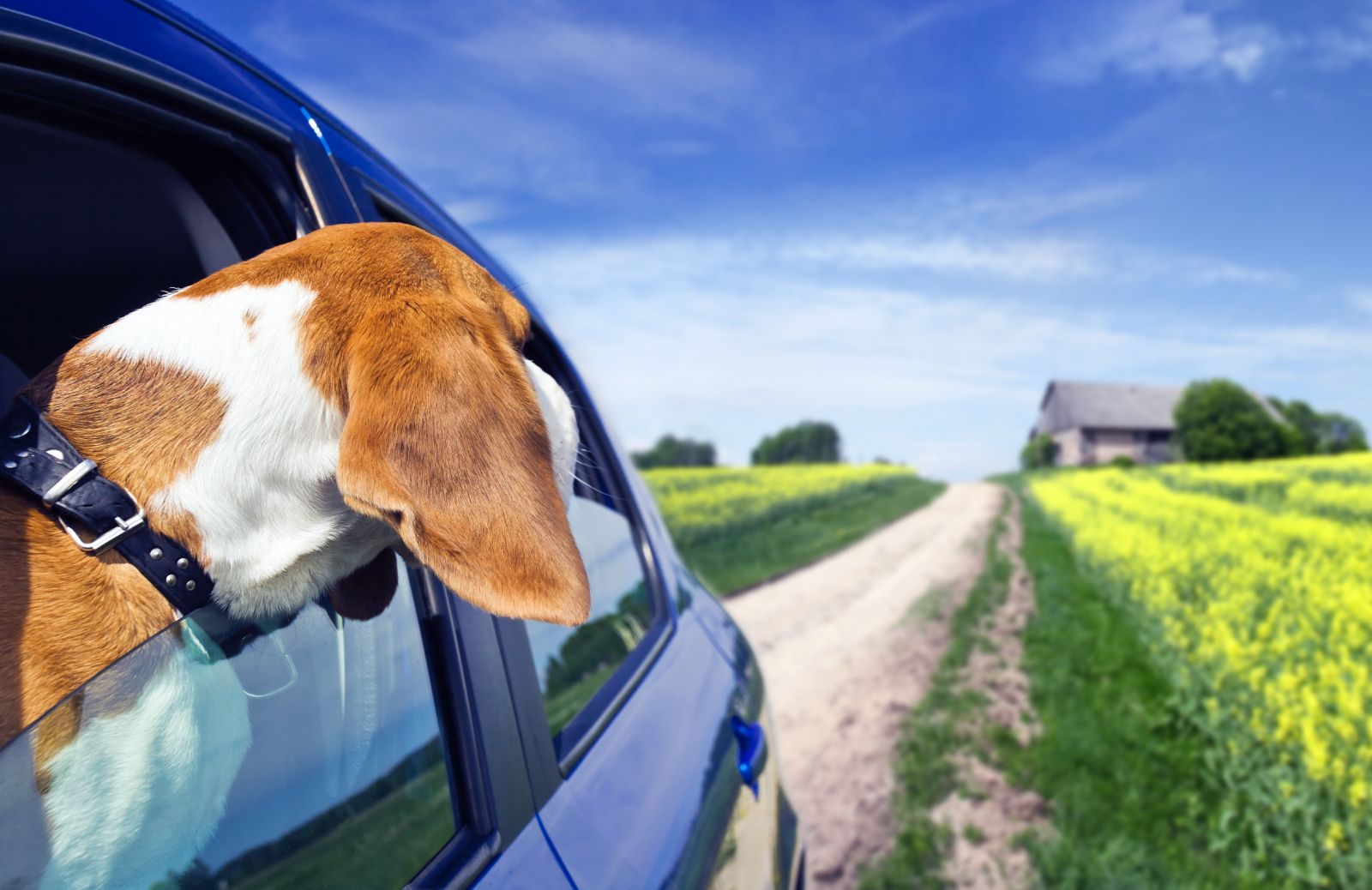 Come ottenere il passaporto per cani, gatti e furetti