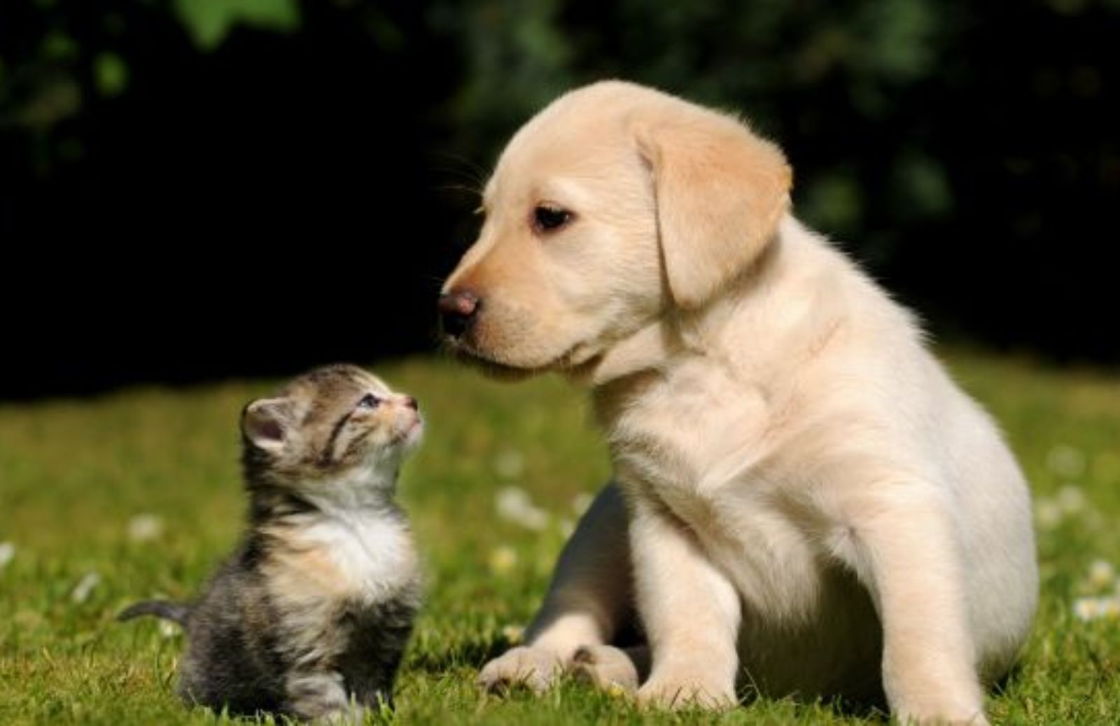Come partecipare con cani e gatti alla Stagione della Prevenzione 2013