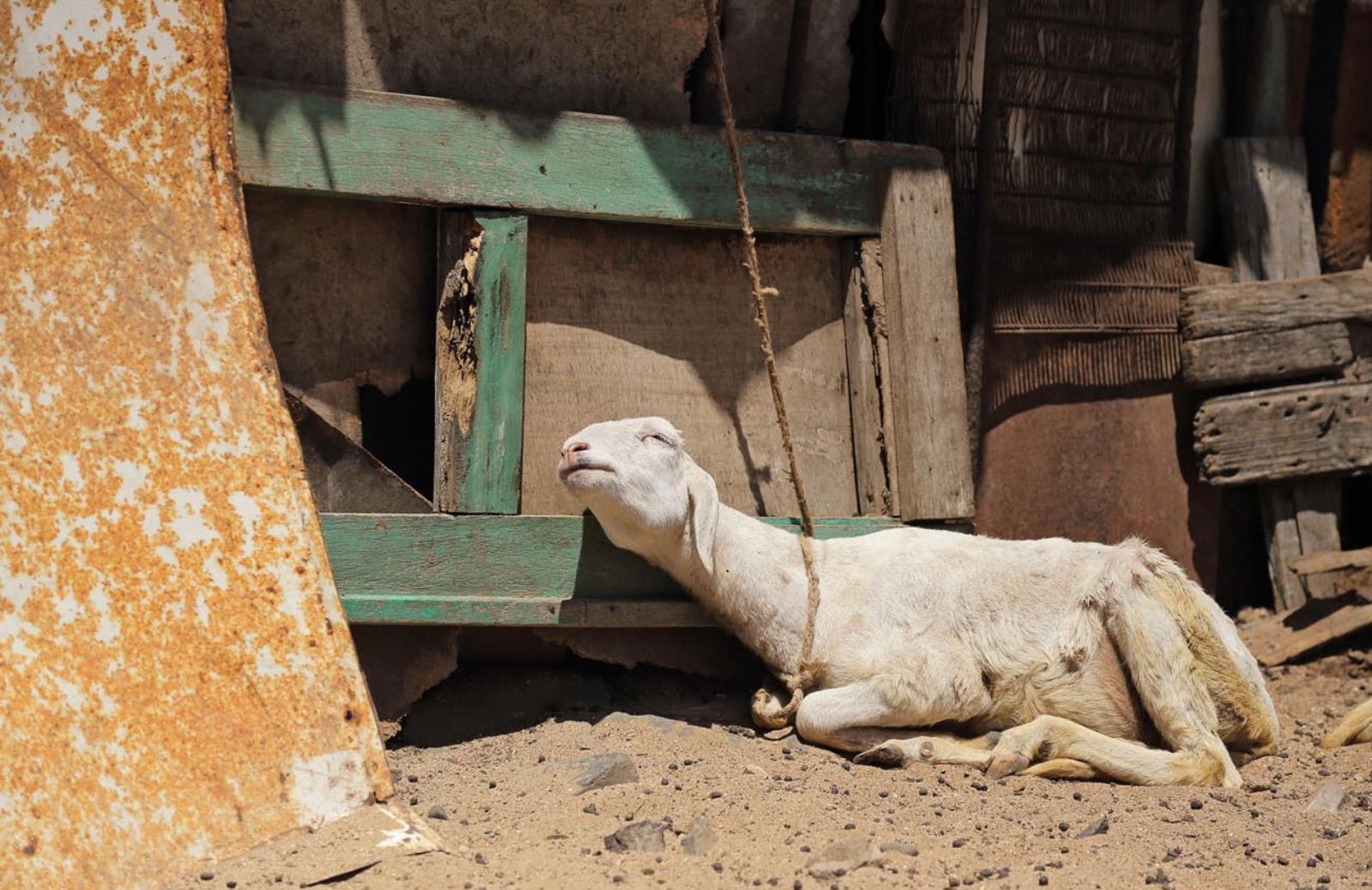 Come riconoscere i segnali di maltrattamento su animali