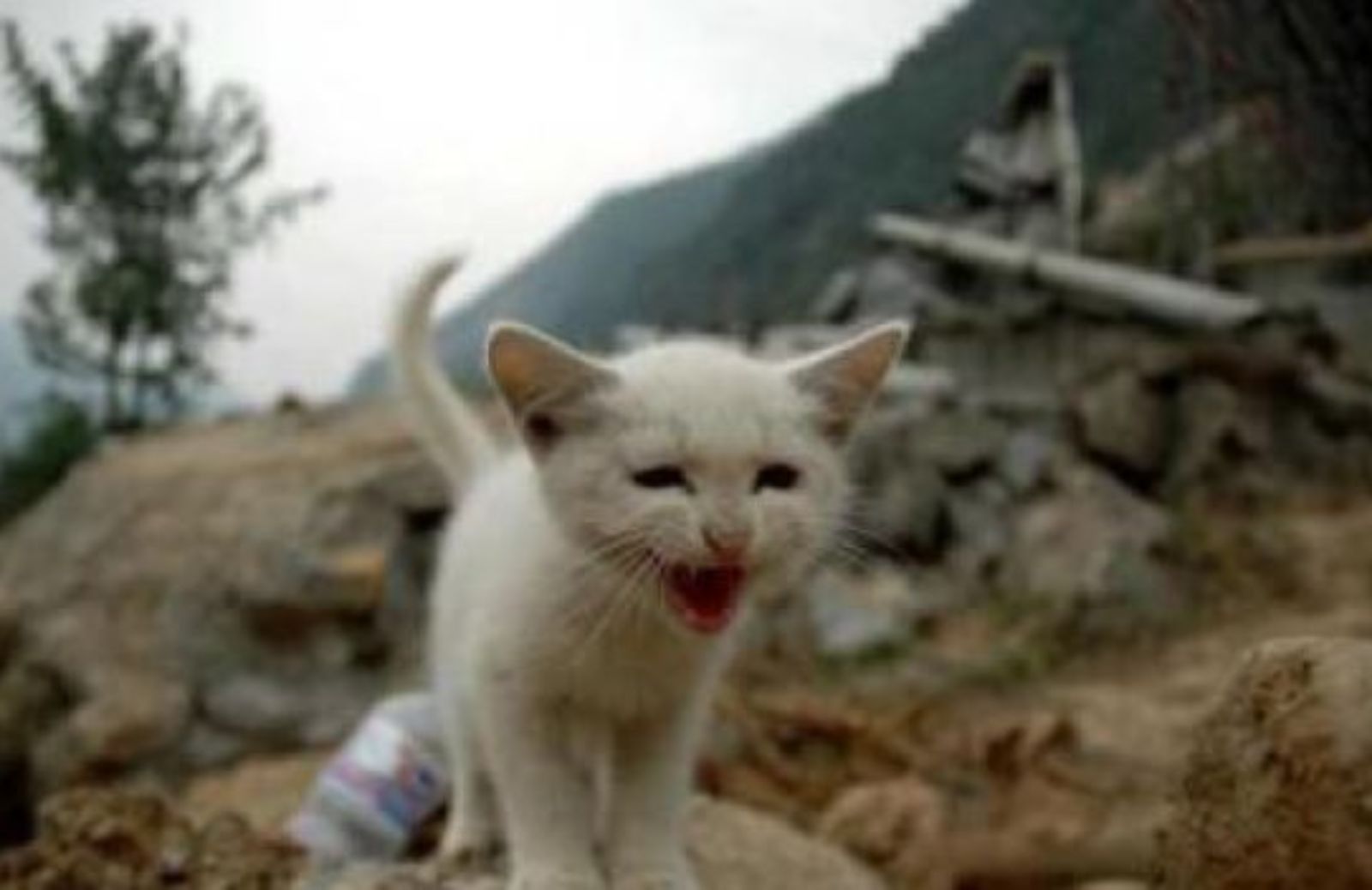 Come sostenere l’Emilia colpita dal terremoto aiutando gli animali