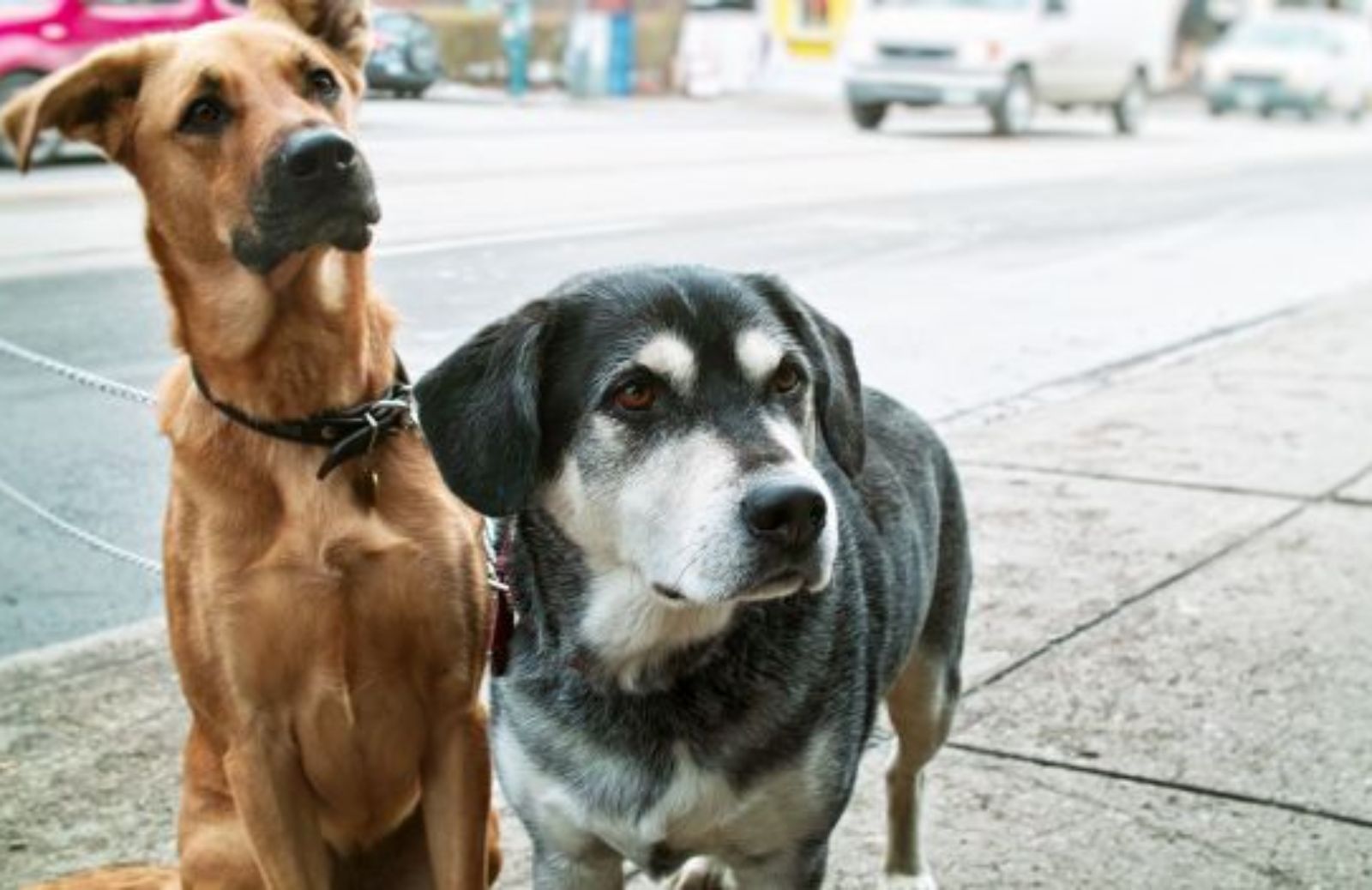 Come usare i mezzi pubblici con animali a Milano, Napoli e Venezia