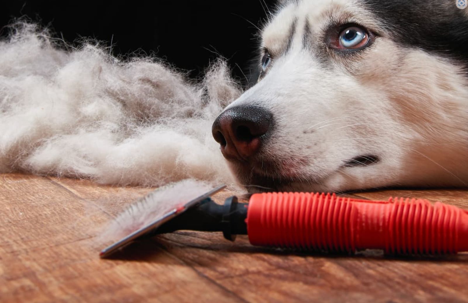 La stagione della muta: quando cani e gatti perdono il pelo