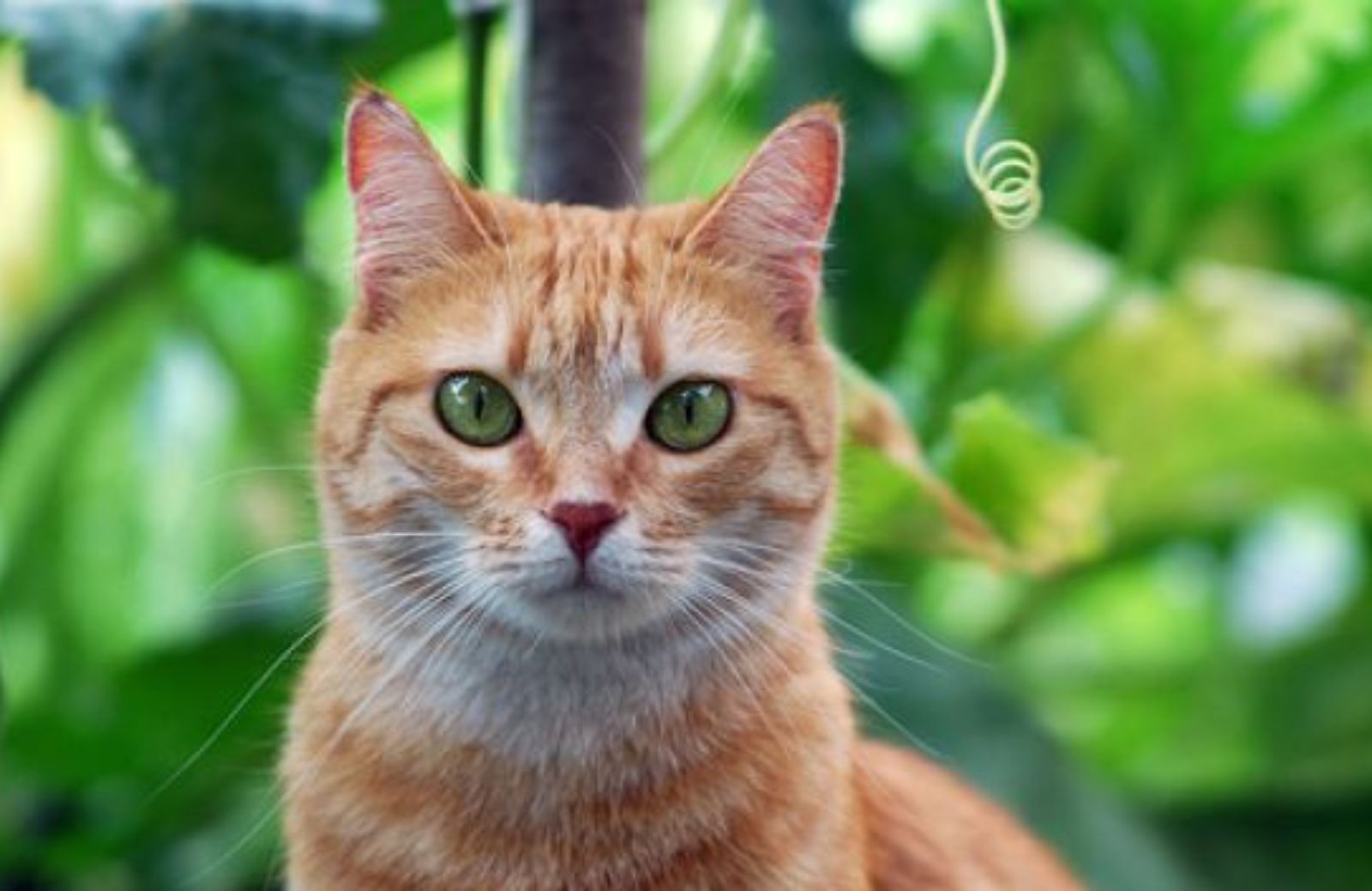 Come allevare un gatto rispettando l’ambiente