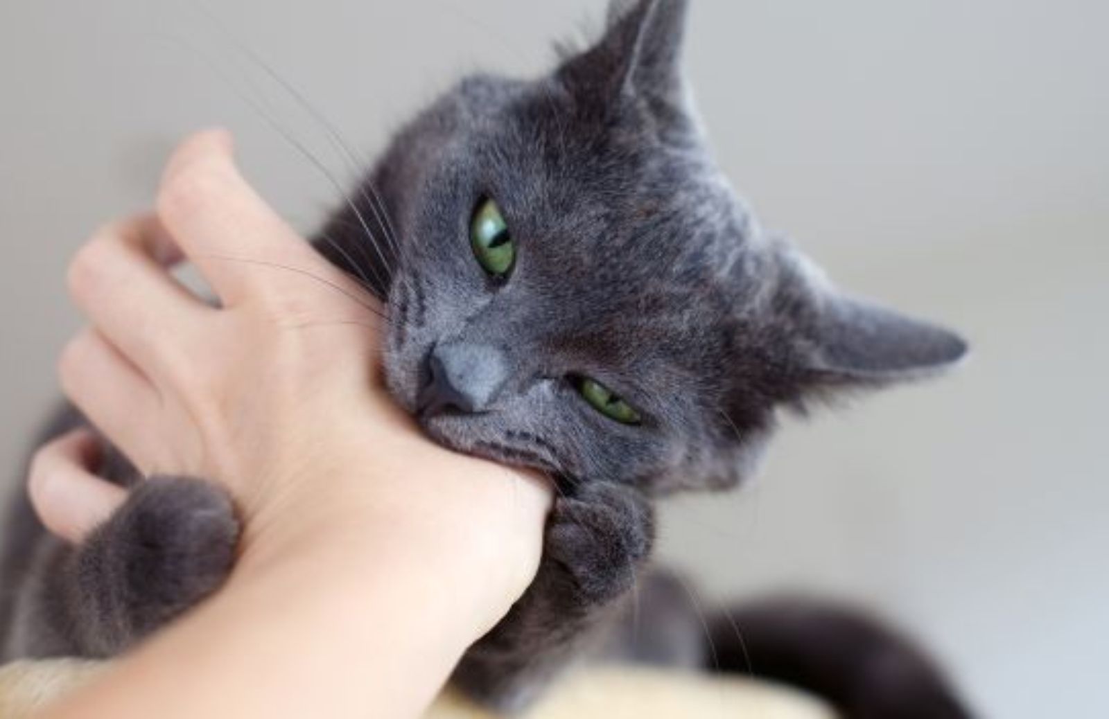 Come capire perché il tuo gatto ti morde mentre lo accarezzi