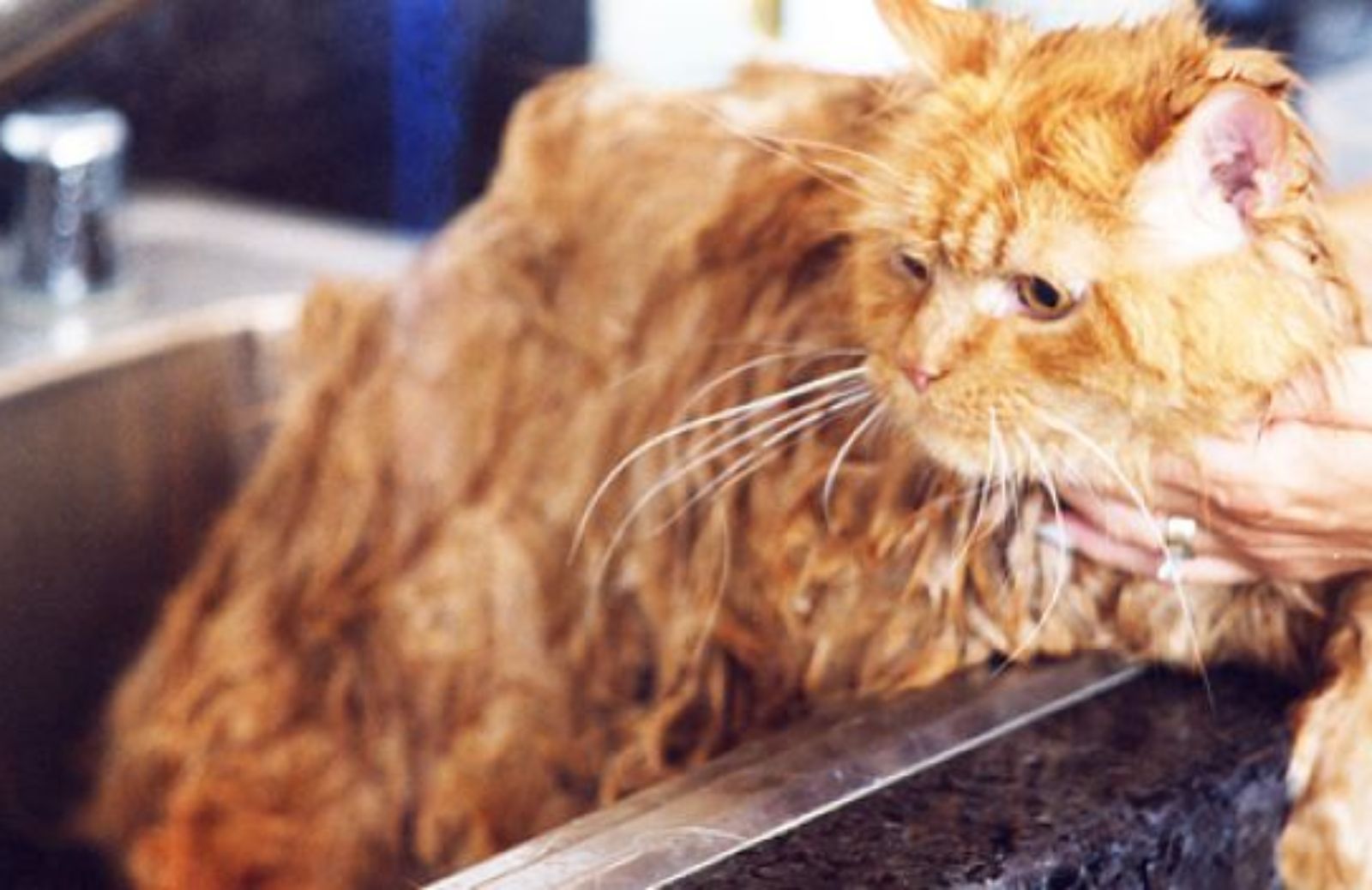 Come fare il bagno al gatto