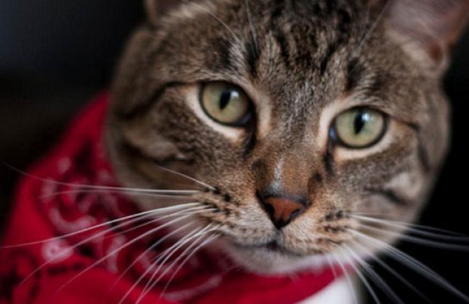 Come fare una bandana alla moda per gatti